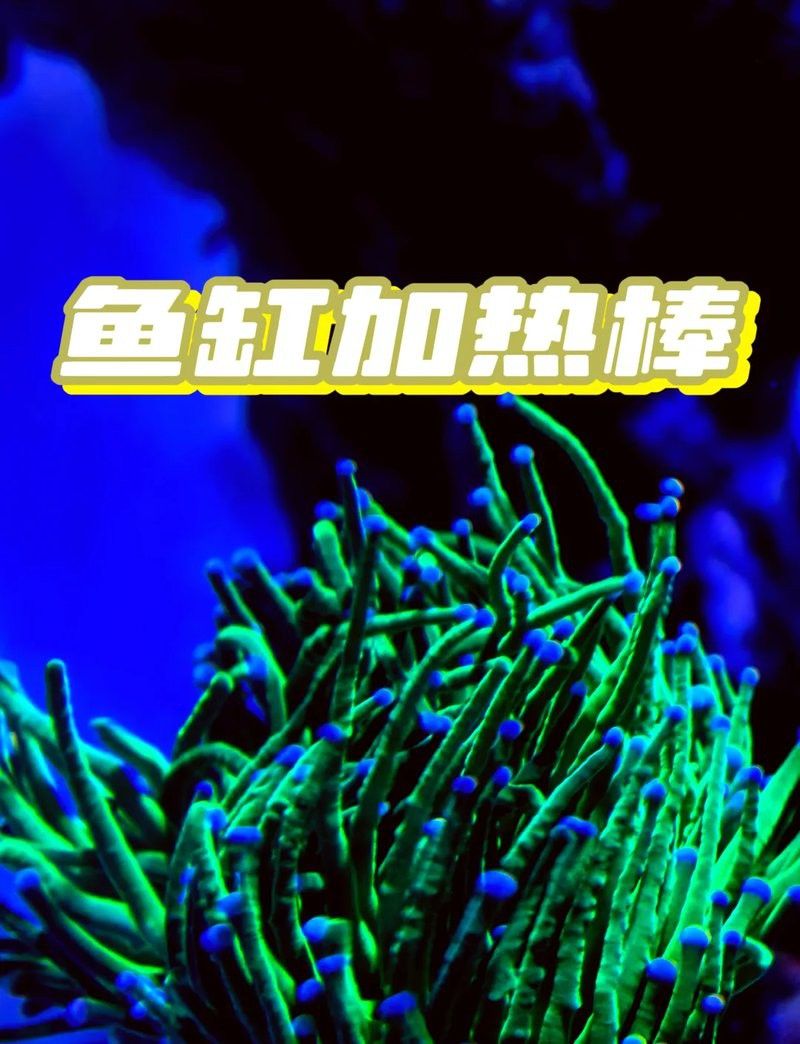 紅龍魚缸需要多大的功率加熱器？