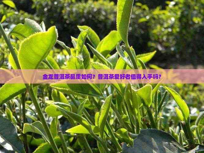 金龍系列茶葉的市場價格如何？