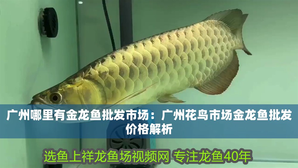 廣州哪里有金龍魚批發市場：廣州花鳥市場金龍魚批發價格解析