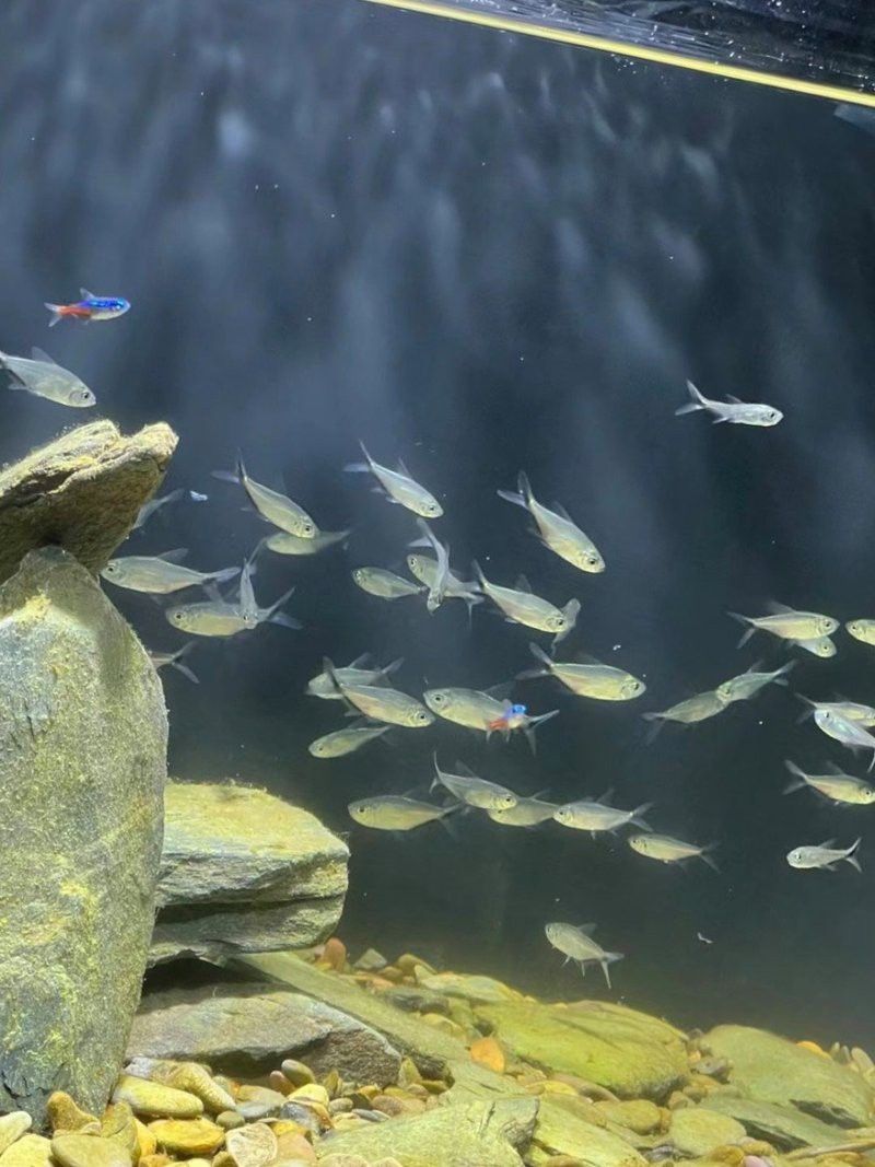 歐博龍魚缸質量怎么樣