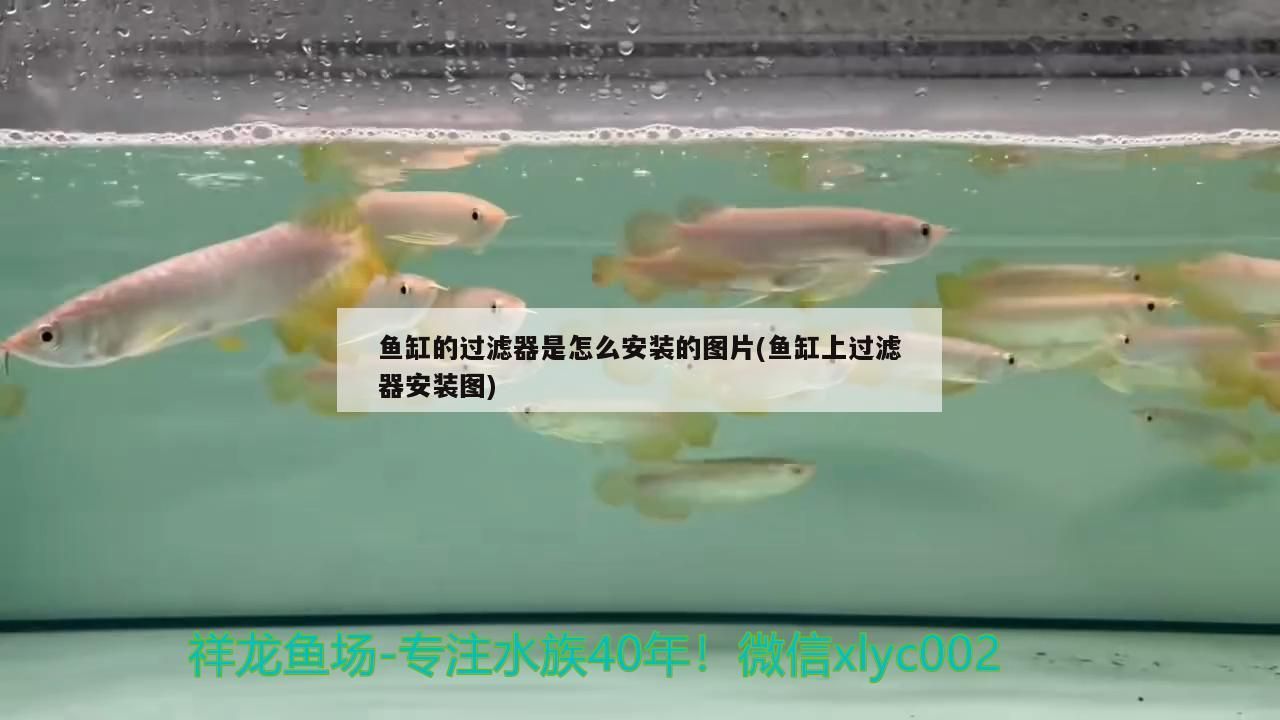魚缸的過濾器是怎么安裝的圖片(魚缸上過濾器安裝圖)