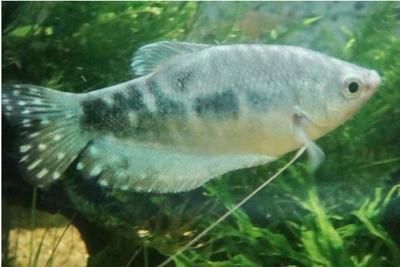 龍魚分不分公母圖解，龍魚性別鑒定常見誤區