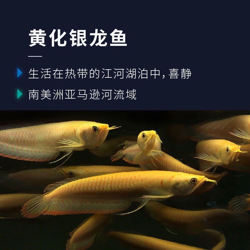 紅龍魚(yú)繁殖后魚(yú)苗養(yǎng)護(hù)要點(diǎn)：紅龍魚(yú)繁殖后水質(zhì)維護(hù)技巧