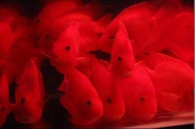 紅龍魚(yú)繁殖后魚(yú)苗養(yǎng)護(hù)要點(diǎn)：紅龍魚(yú)繁殖后水質(zhì)維護(hù)技巧