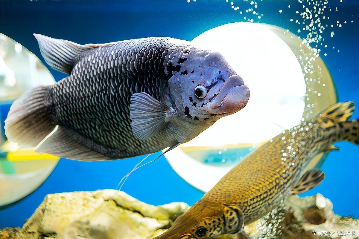 龍魚蒙眼會傳染嗎？