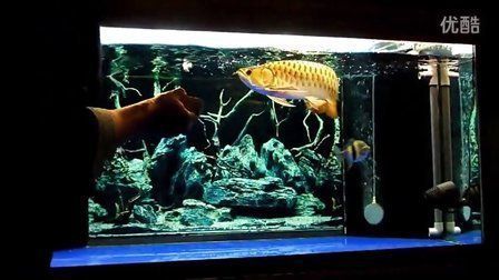 飛龍魚的做法要領