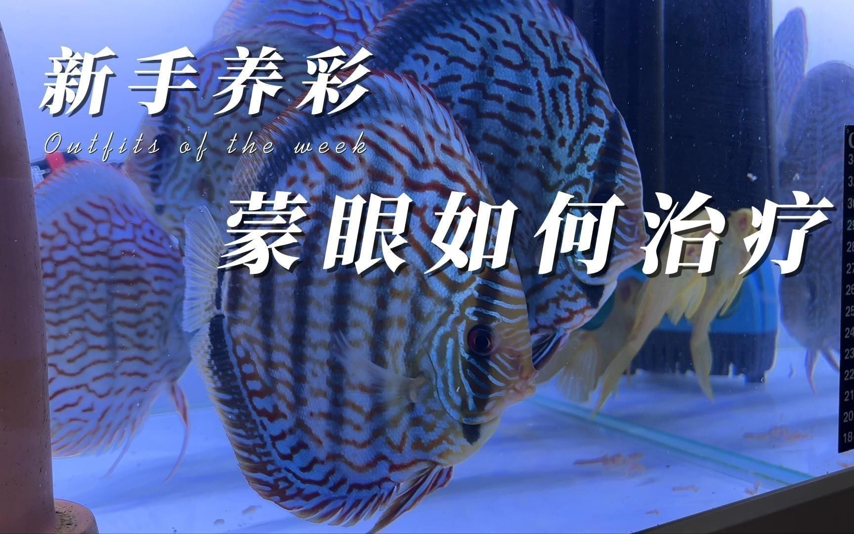如何判斷七彩神仙魚蒙眼的嚴(yán)重程度？ 如何判斷七彩神仙魚蒙眼的嚴(yán)重程度？ 龍魚百科 第3張