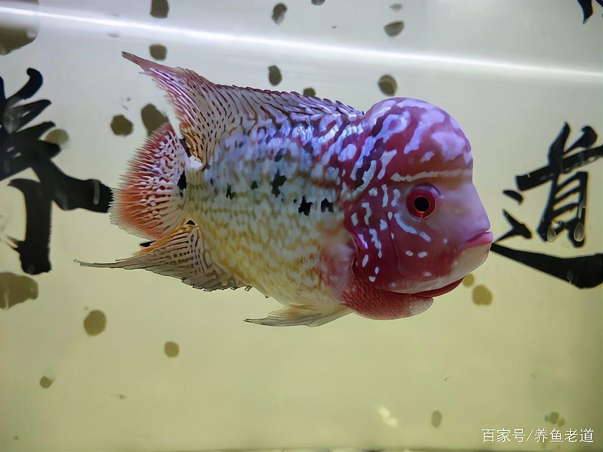 如何判斷七彩神仙魚蒙眼的嚴(yán)重程度？ 如何判斷七彩神仙魚蒙眼的嚴(yán)重程度？ 龍魚百科 第8張
