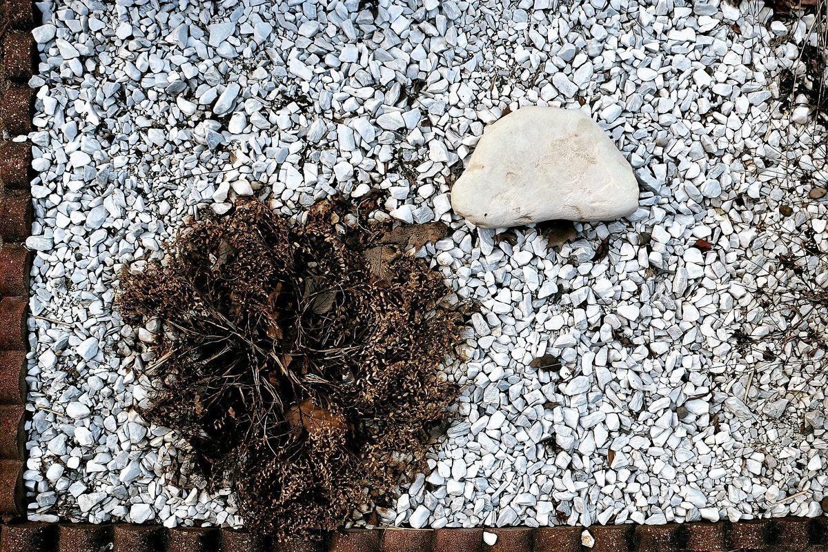 火山石和珊瑚沙如何選擇？