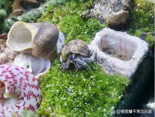 火山石和珊瑚沙如何選擇？
