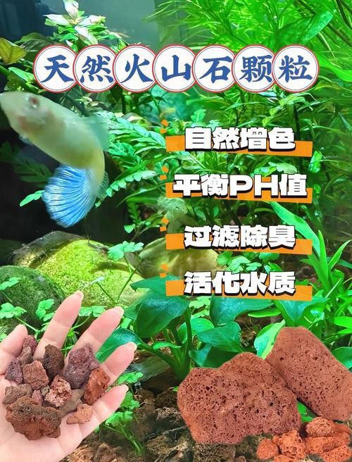 火山石和珊瑚沙如何選擇？
