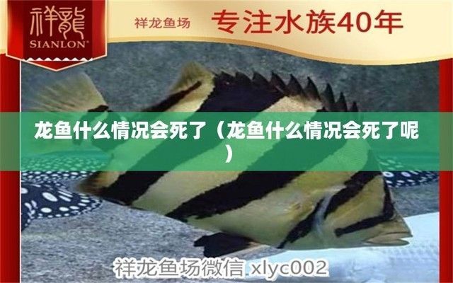 龍魚為什么死了不能養（導致龍魚死亡的原因有哪些？） 龍魚為什么死了不能養（導致龍魚死亡的原因有哪些？） 龍魚百科 第4張