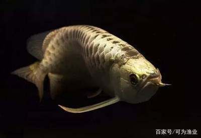 龍魚有多少個品種：龍魚品種數量大約在35種左右，如何辨別龍魚品種的純正性