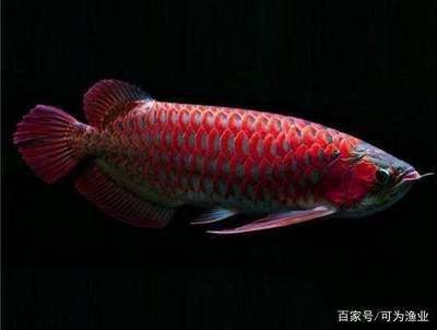 龍魚有多少個品種：龍魚品種數量大約在35種左右，如何辨別龍魚品種的純正性