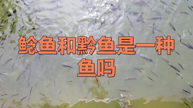 黔龍魚是什么魚圖片