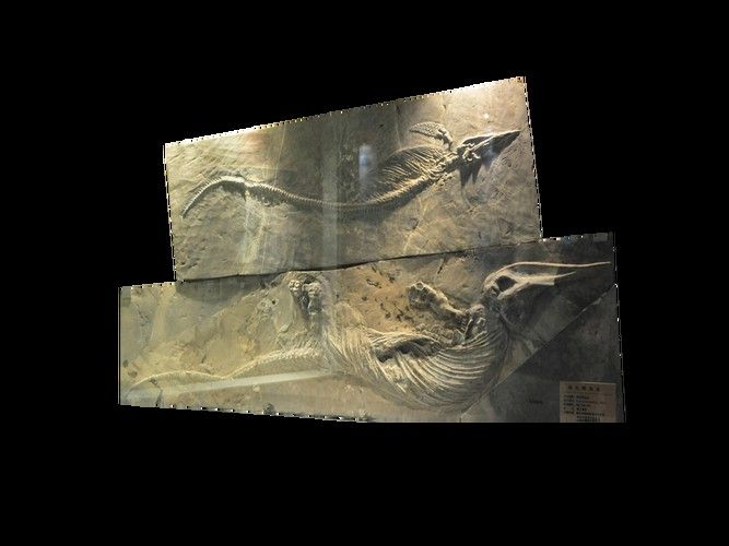 黔龍魚是什么魚圖片
