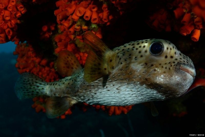 黔龍魚是什么魚圖片
