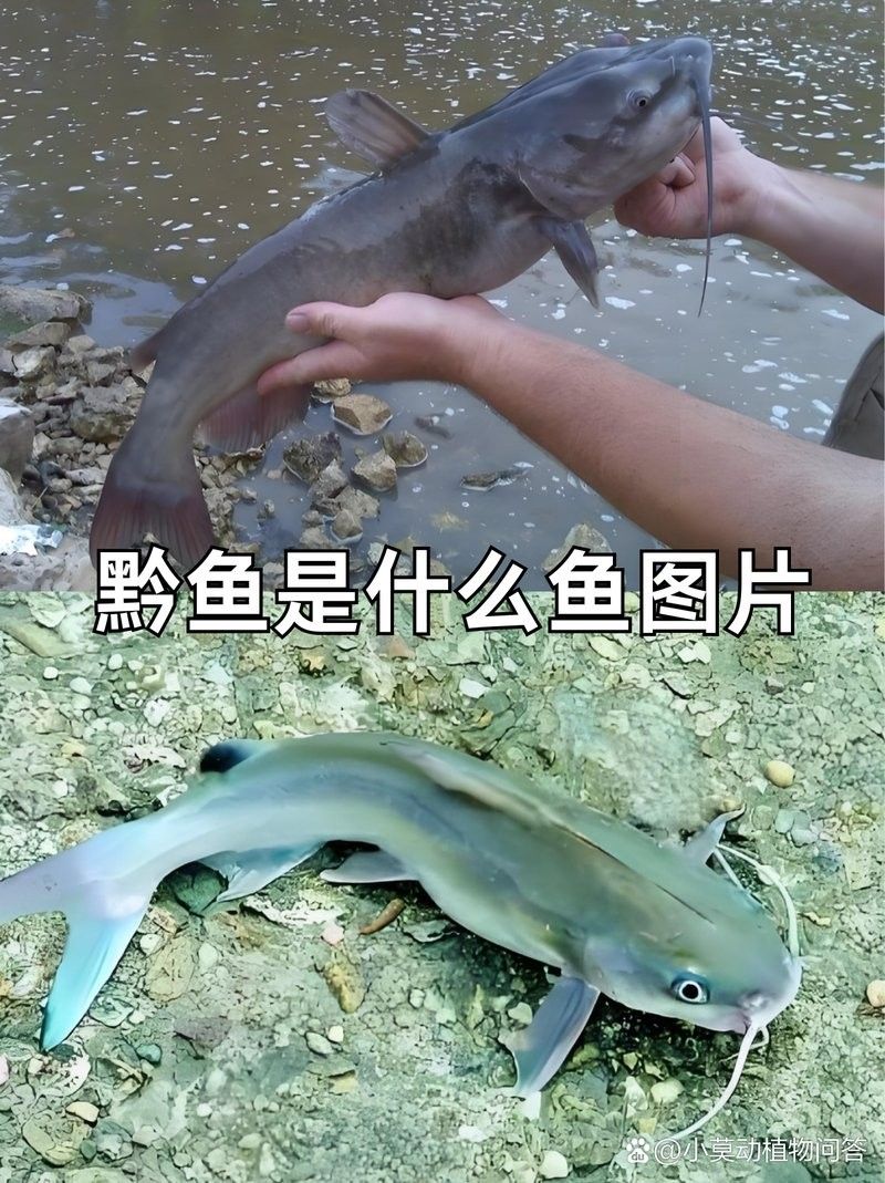 黔龍魚是什么魚圖片
