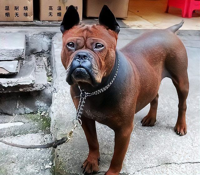 中國十大賽級犬