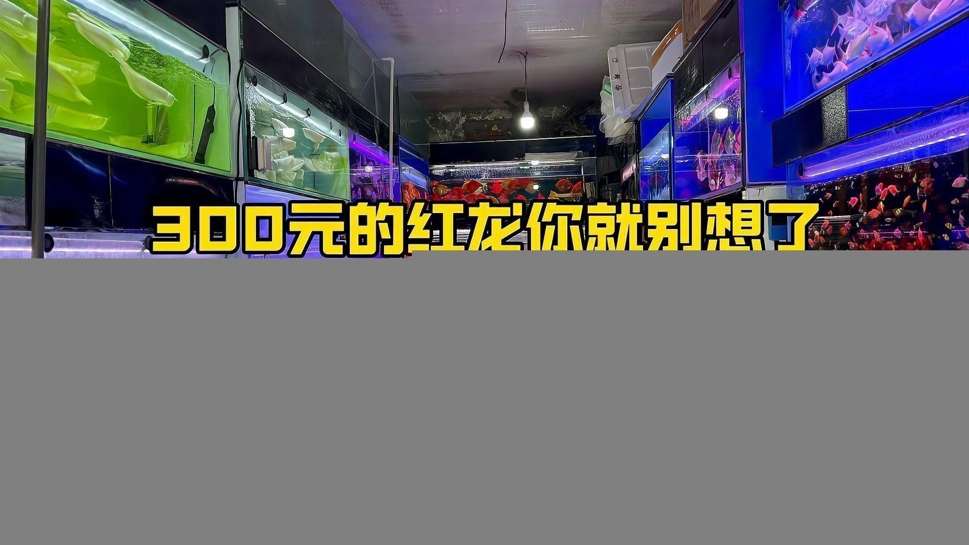 如何辨別真假印尼波多西堡紅龍魚？