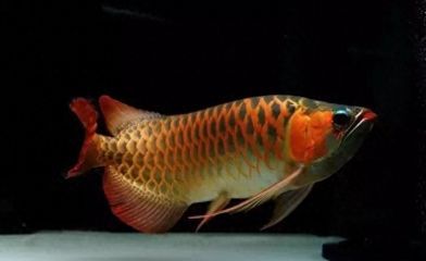 龍魚三條還會打架嘛：同一水族箱中養三條龍魚，它們仍然有可能發生打架現象 龍魚三條還會打架嘛：同一水族箱中養三條龍魚，它們仍然有可能發生打架現象 龍魚百科 第2張