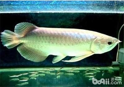小龍魚(yú)吃什么飼料長(zhǎng)得快一點(diǎn)：如何通過(guò)飼料選擇來(lái)促進(jìn)小龍魚(yú)的快速生長(zhǎng)