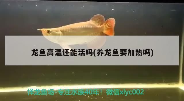 龍魚得病水溫調到多少度最好呢圖片視頻：龍魚得病時水溫控制在25-28℃之間是最佳的