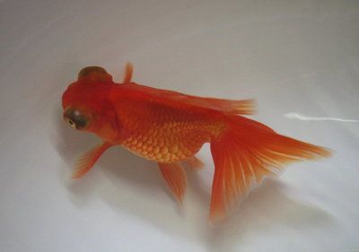 紅龍魚苗批發價格查詢（最新紅龍魚苗價格、批發報價、價格大全）