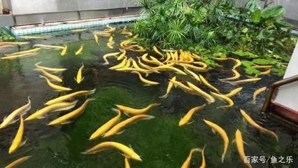 養(yǎng)紅龍魚用什么濾材最好（養(yǎng)紅龍魚時(shí)選擇合適的濾材非常重要，因?yàn)闉V材不僅能幫助凈化水質(zhì)）