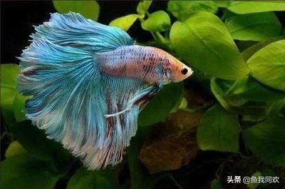 養(yǎng)紅龍魚用什么濾材最好（養(yǎng)紅龍魚時(shí)選擇合適的濾材非常重要，因?yàn)闉V材不僅能幫助凈化水質(zhì)）