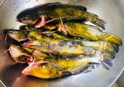 黃龍魚吃什么樣魚食：黃龍魚吃什么樣的魚食 黃龍魚吃什么樣魚食：黃龍魚吃什么樣的魚食 龍魚百科 第1張