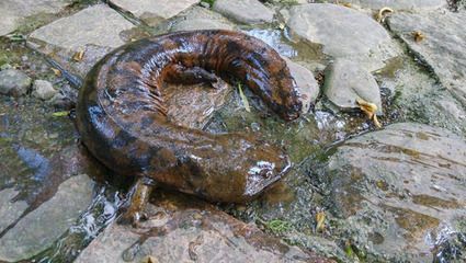 黃龍魚吃什么樣魚食：黃龍魚吃什么樣的魚食 黃龍魚吃什么樣魚食：黃龍魚吃什么樣的魚食 龍魚百科 第2張