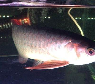 紅魔王銀版魚最佳飼養(yǎng)環(huán)境：紅魔王銀版魚的最佳飼養(yǎng)環(huán)境應(yīng)包括穩(wěn)定的水溫（23-28°c）