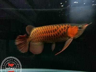 紅魔王銀版魚最佳飼養(yǎng)環(huán)境：紅魔王銀版魚的最佳飼養(yǎng)環(huán)境應(yīng)包括穩(wěn)定的水溫（23-28°c）