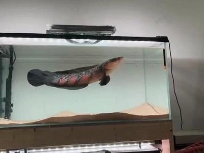 紅魔王銀版魚最佳飼養環境：紅魔王銀版魚的最佳飼養環境應包括穩定的水溫（23-28°c）