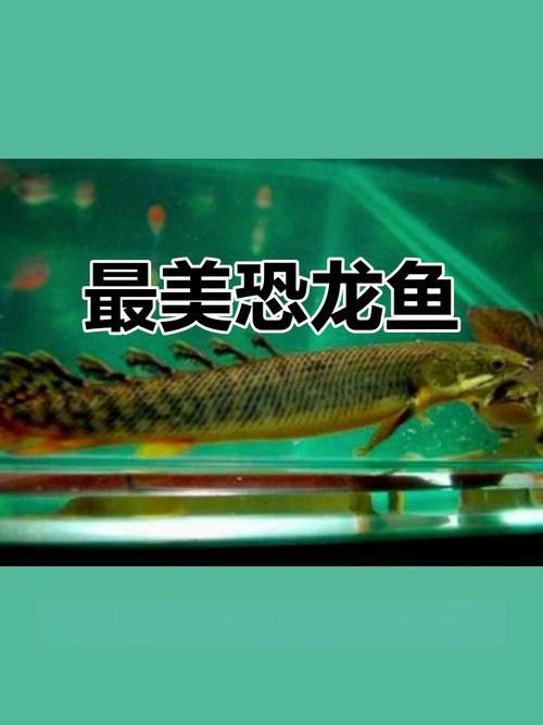 大花恐龍魚和虎紋恐龍魚哪個好養 大花恐龍魚和虎紋恐龍魚哪個好養 龍魚百科 第8張