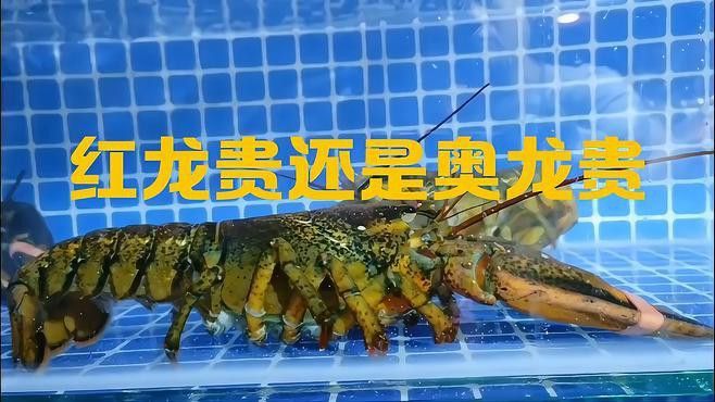 紅龍和澳龍哪個更好吃？ 紅龍和澳龍哪個更好吃？ 龍魚百科 第5張