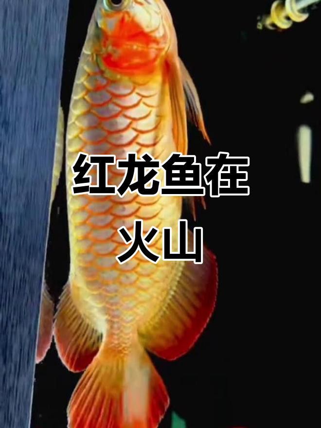 能推薦一些高清紅龍魚壁紙嗎？