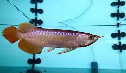 龍魚藥物中毒怎么解毒（龍魚藥物中毒怎么辦）