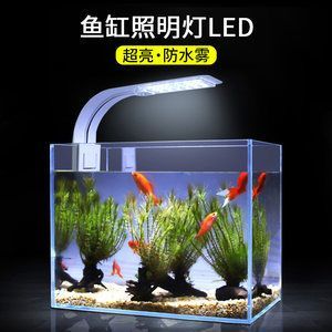 龍魚燈可以照錦鯉嗎：錦鯉的光照需求和龍魚有所不同，龍魚燈可以照錦鯉嗎