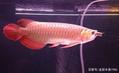 龍魚養多久才發色（龍魚養多久才發色龍魚的發色時間因素有哪些因素影響）