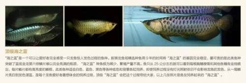 龍魚多少元一條魚：龍魚市場價格波動原因 龍魚多少元一條魚：龍魚市場價格波動原因 龍魚百科 第3張