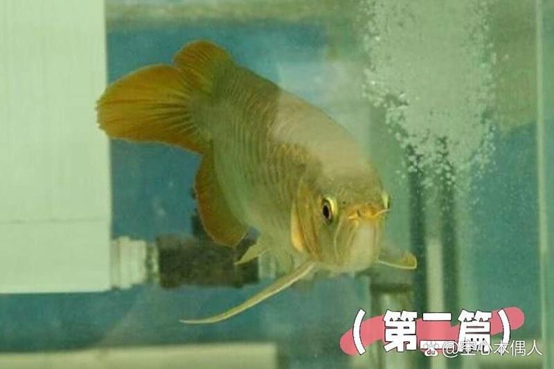 龍魚(yú)翻腮后多久會(huì)恢復(fù)？