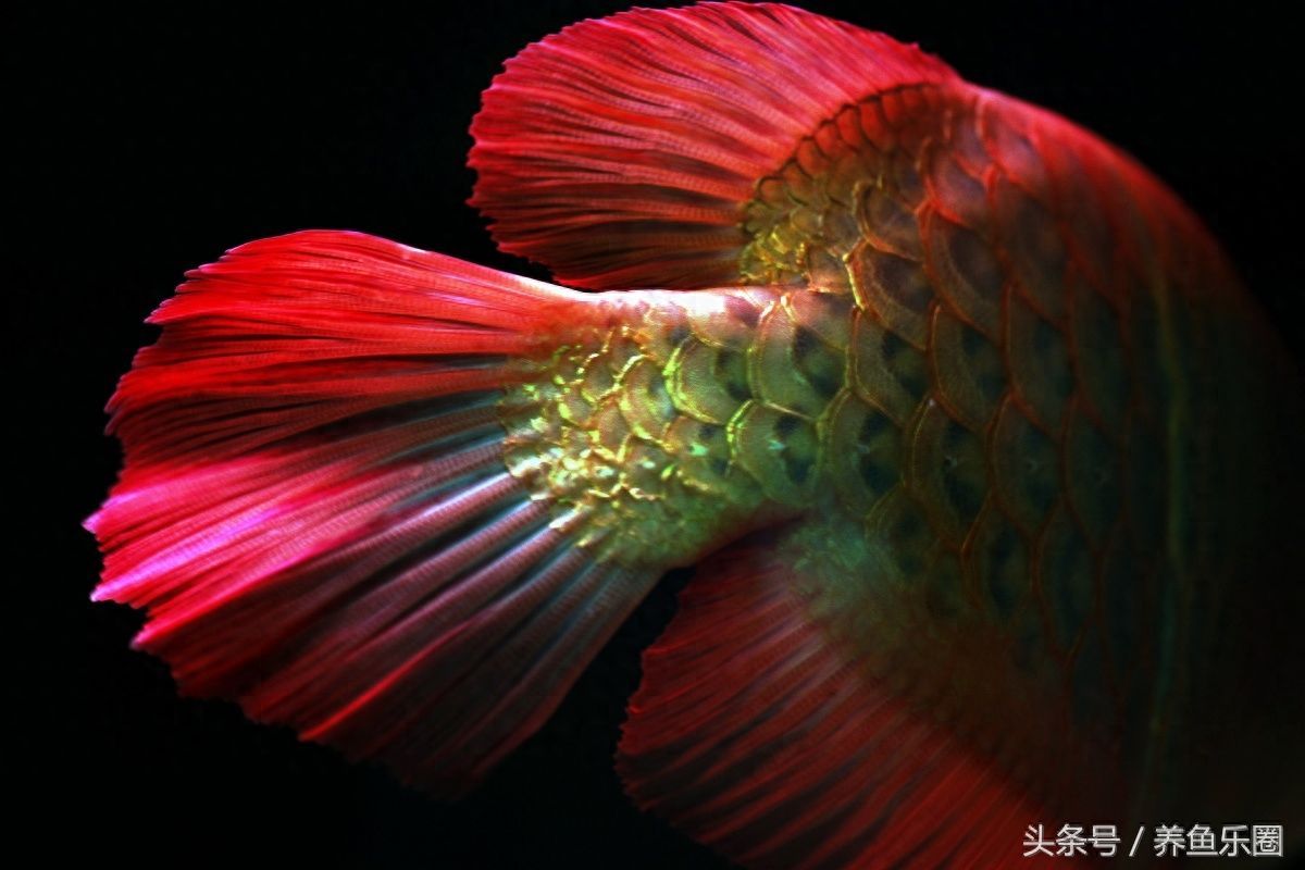 金龍魚魚鰭的顏色變綠怎么回事【金龍魚魚鰭顏色變綠怎么回事】