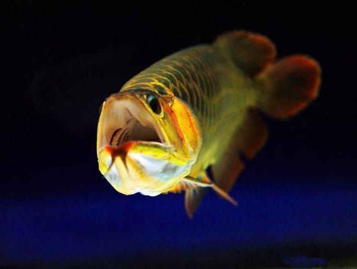 金龍魚魚鰭的顏色變綠怎么回事【金龍魚魚鰭顏色變綠怎么回事】