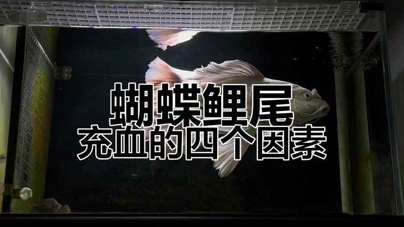 龍魚咬蝴蝶鯉魚怎么辦啊視頻