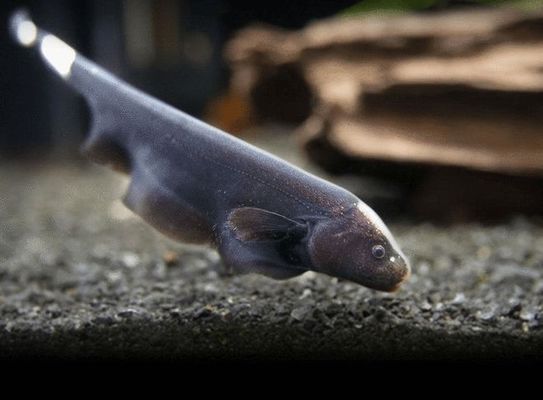 龍魚和別的魚打架：關于龍魚與其它魚類打架的注意事項