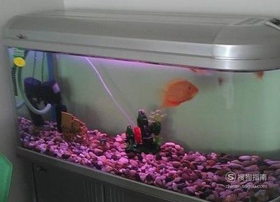 魚缸對身體有什么影響（如何正確維護魚缸減少危害）