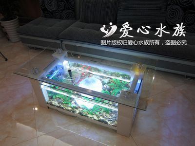 魚缸對身體有什么影響（如何正確維護魚缸減少危害）