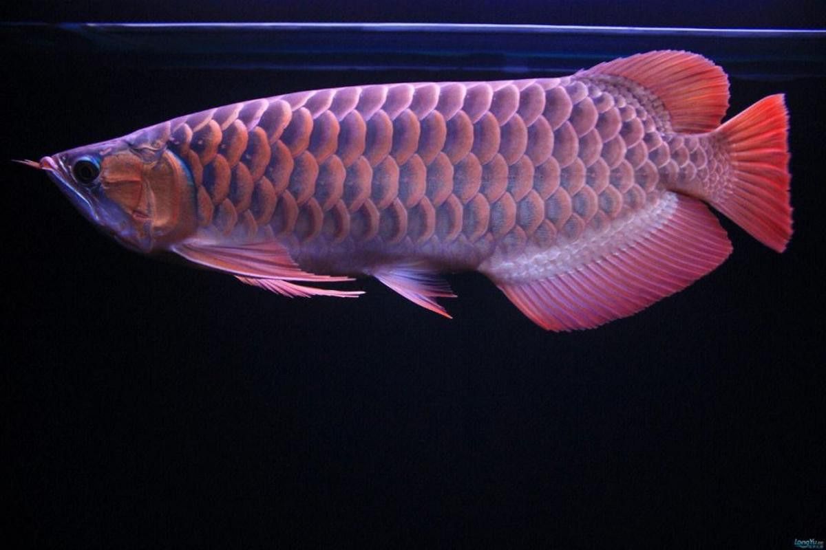 最漂亮金龍魚圖片高清